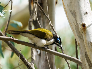 Bird perched branch tree forest - elizabeth durack free wallpaper