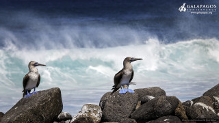 Two birds rock ocean wave - two bird free wallpaper