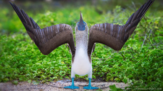 Bird wings spread grass bushes - its head free wallpaper