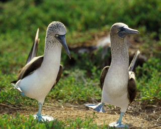 Two birds standing grass park - two bird free wallpaper for desktop