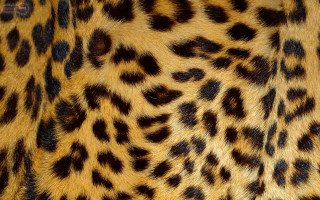 Leopard print fabric closeup texture - free cats wallpaper for desktop