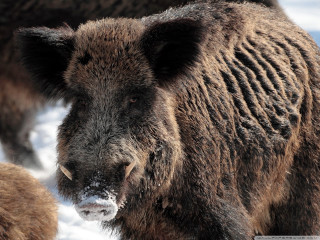 Bear walking snow mouth open - free animals wallpaper
