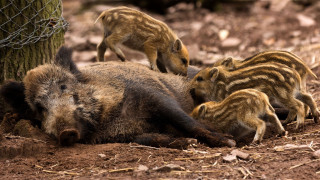 Wild boars huddled dirt tree - free animals wallpaper