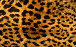 Cheetah leopard pattern airbrush furry - free cats wallpaper for desktop