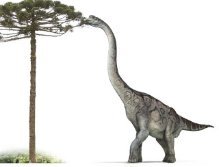 Dinosaur walking tree pine tree - a dinosaur free wallpaper