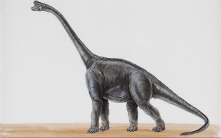 Dinosaur wooden floor white background - upper body free wallpaper