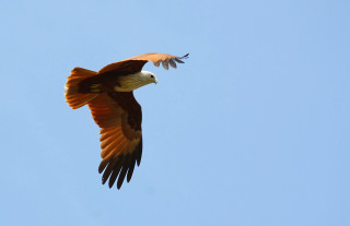 Eagle flying blue sky white - free bird wallpaper