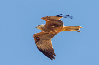 Bird of prey flying blue - a blue sky background in the background free wallpaper