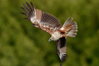 Bird flying blurry background trees 2 - animal photography free wallpaper