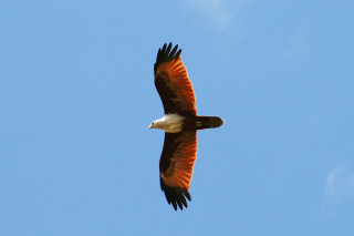 Eagle white head black wings - free bird wallpaper