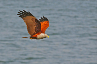 Bird flying water fish talons - arie smit free wallpaper