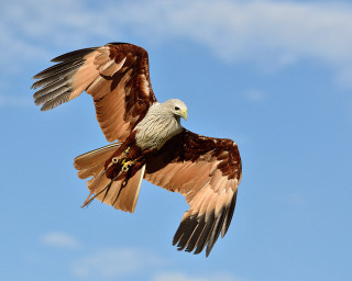 Bird of prey flying wings 9 - animal photography free wallpaper