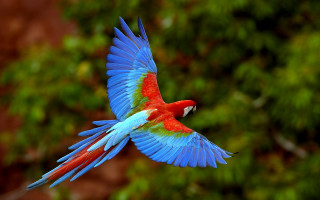 Colorful bird flying wings spread 7 - a green background free wallpaper
