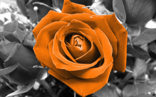 Orange rose black white halloween - orange free wallpaper for desktop