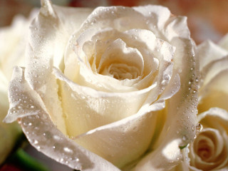 White rose water droplets red - petal and petals free wallpaper