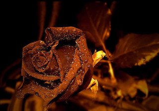 Rose water droplets petals leaves - a single rose free wallpaper