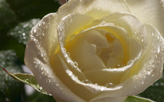 White rose water droplets petals - a white rose free wallpaper