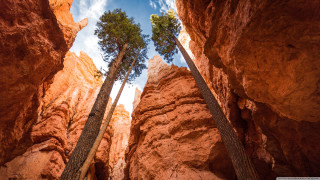 Trees dirt rocks sunny day - a couple of trees free wallpaper