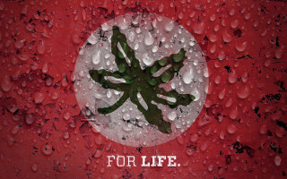 Plant water drops life red - the center of the picture free wallpaper for desktop
