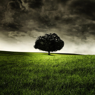 Lone tree cloudy sky field - under free wallpaper for tablet