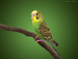 Green yellow bird sitting branch - professional digital painting free wallpaper