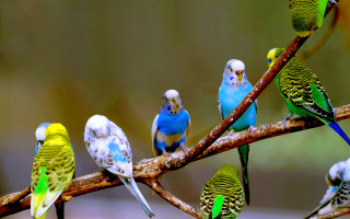 Parakeets tree branch group blurry - assemblage free wallpaper