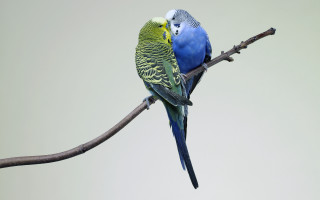 Two birds branch sky blue - beak free wallpaper