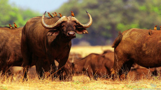Cattle herd dry grass field - a dry grass field next free wallpaper