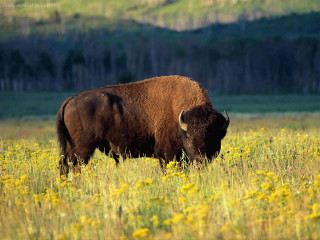 Bison field flowers grass mountain - a field of flowers and grass free wallpaper for desktop