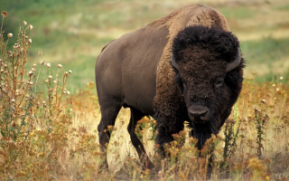 Bison tall grass weeds blurry - free animals wallpaper