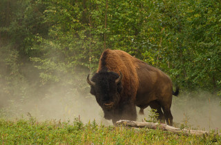 Bison running grass woods trees - the wood free wallpaper