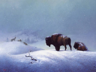 Bison snowy landscape deer distance - walton ford free wallpaper