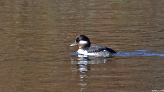 Duck water shore lake green - green grass free wallpaper
