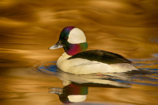 Duck swimming blurry background golden - a duck free wallpaper