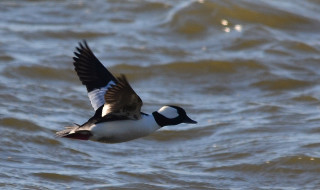 Bird flying water wings spread - free bird wallpaper