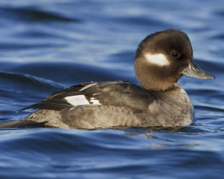 Duck floating shoreline waves blue - a shore line free wallpaper