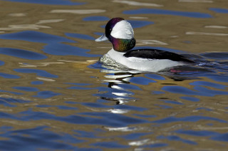 Duck floating forest sunny day - iridescent accent free wallpaper