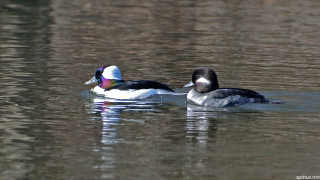 Two ducks swimming in lake - iridescent accent free wallpaper