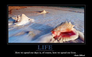 Shell beach quote about life - real free wallpaper
