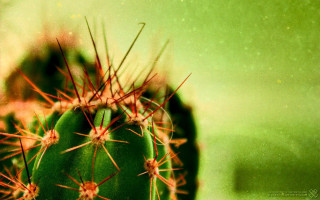 Cactus green pot fireworks starry - a cactus free wallpaper
