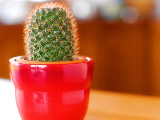 Small cactus red pot table - a table top free wallpaper