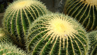 Cactus yellow tips closeup black - yellow tip free wallpaper