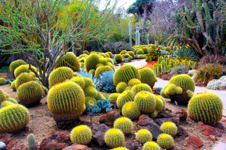 Garden cacti succulents maximalism desert - a garden free wallpaper