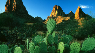 Cactus mountain blue sky clouds - bob thompson free wallpaper