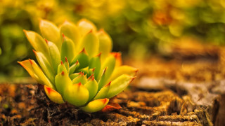Green plant red tips tree - macro photography free wallpaper for desktop