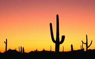 Cactus sunset silhouette foreground hill - distant free wallpaper