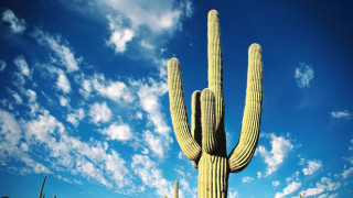 Large cactus sky background clouds - white cloud free wallpaper