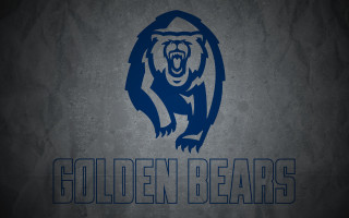 Golden bears bear logo digital - a bear free wallpaper