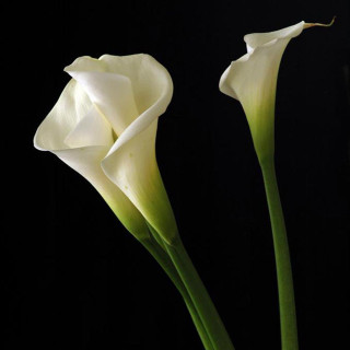 Two white flowers vase black - free flowers wallpaper for tablet