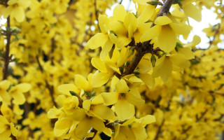 Tree yellow flowers closeup leaves - a close up of a tree free wallpaper